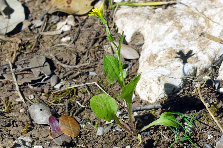 Rhagadiolus stellatus / Radicchio stellato